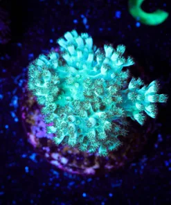 Wysiwyg Dr Fuzzy Nepthea [F124]