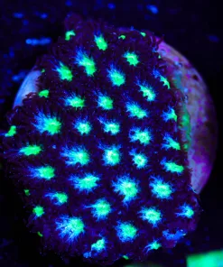 Wysiwyg Cookie Dough LEpastrea Frag [F125] *Free Shipping ! Minimum $249 livestock spend*