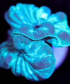 Wysiwyg Fox Coral Small Farg [F126] *Free Shipping ! Minimum $249 livestock spend*