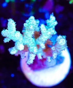 Wysiwyg Fiji Nepethea Coral | Strange variety | Never seen before [F127]