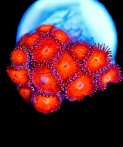 Wysiwyg Kedd Redd Zoanthid Frag [F129]