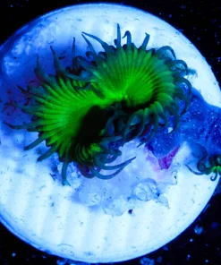 Wysiwyg Small Nuclear Death Zoa Frag [F13]
