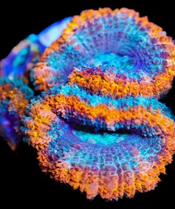 Wysiwyg Orange Lava Acan Frag [F13]