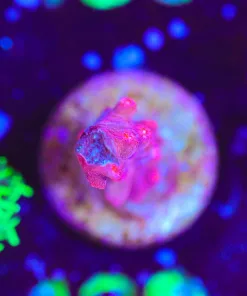 Wysiwyg Small Branching Red Cyphastrea Frag [F130]