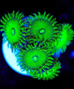 Wysiwyg Green People Eater Zoanthid Frag [F131]