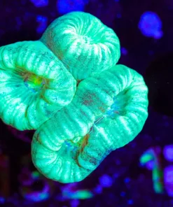 Wysiwyg Electric Trumpet Coral Frag [F132] Free Shipping ! $250 Minimum Livestock Spend