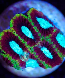 Wysiwyg Ultron Favia Small Frag [F134]