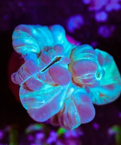 Wysiwyg Blue Fox Coral [F136]