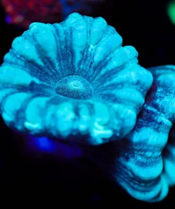 Wysiwyg Teal Trumpet Coral Frag *rare color* [F136]