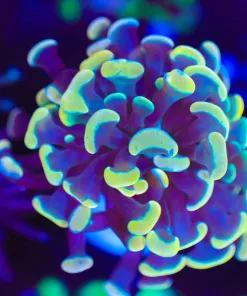 Wysiwyg Golden Hammer Coral Frag [F137]