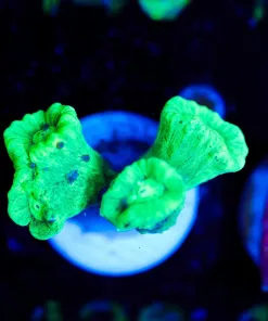 Wysiwyg Trumpet Frag [F139]