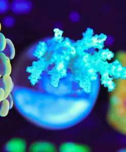 Wysiwyg Mystery Leather Coral Frag [F139]