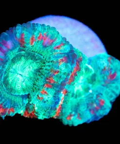Wysiwyg Mayan Princess Favia Frag [F14]