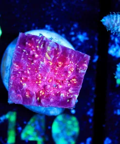 Wysiwyg Chalice Frag [F140]