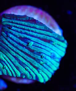 Wysiwyg Small Lithophyton Frag [F140]