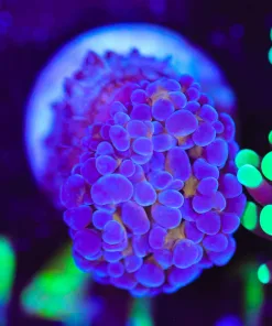 Wysiwyg Purple Gold Hammer Coral [F142]