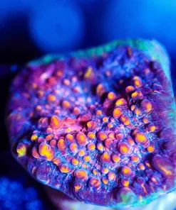 Wysiwyg Diablo Chalice Frag [F142] *Free Shipping ! Minimum $249 livestock spend*