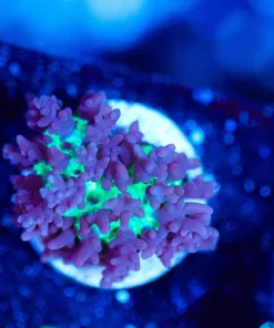 Wysiwyg Hairy Mushroom Frag [F143]