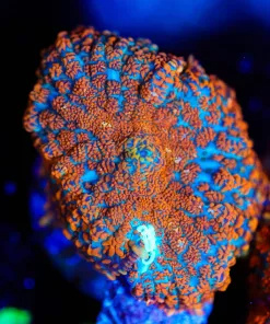Wysiwyg Blue Orange Mushroom [F143]