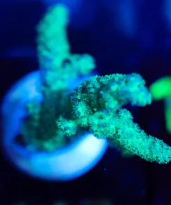Wysiwyg Leahter Coral Farg [F147]