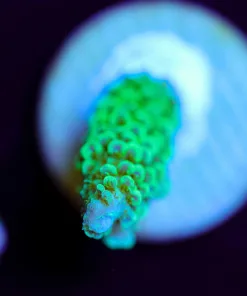 Wysiwyg Small Bali Green Slimer Acropora [F148]