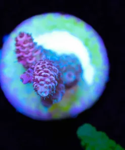 Wysiwyg Small Millepora Frag [F148]