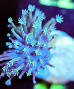 Wysiwyg Toadstool Leather Coral Frag [F15]