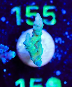 Wysiwyg Green Acroproa [F150]