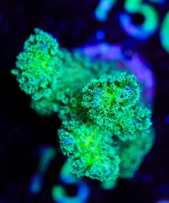 Wysiwyg Highlighter Pocillipora Frag [F151]
