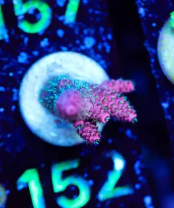 Wysiwyg Millepora Acroproa Frag [F152]