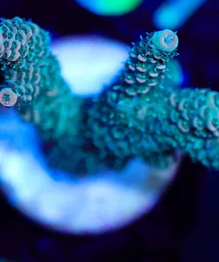Wysiwyg Acropora Miellpora Frag [F152]