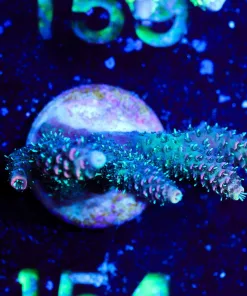 Wysiwyg Millepora Acroproa Frag [F154]