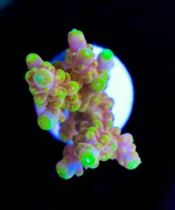 Wysiwyg Golden Budha | Acropora Rosario [F155]