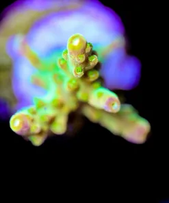 Wysiwyg Golden Acropora Frag [F156]