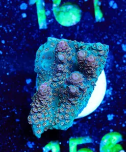 Wysiwyg Tabling Acroproa Frag [F156]