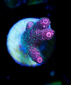 Wysiwyg Millepora Acroproa Frag [F157]