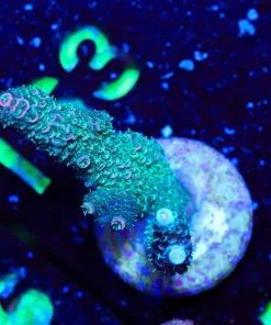 Wysiwyg Millepora Acroproa Frag [F158]