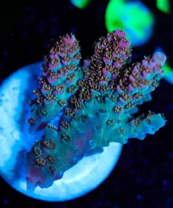 Wysiwyg Tabling Acropora Frag [F158]