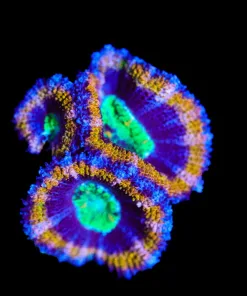 Wysiwyg Acan Frag [F16]