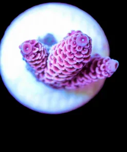 Wysiwyg Acropora Millepora Frag [F165]