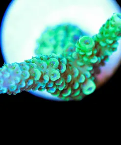 Wysiwyg Acropora Frag [F166]