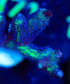 Wysiwyg Birds Of PAradise Acropora Frag [F166]