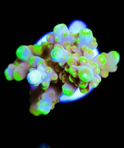 Wysiwyg Golden Budha | Acropora Rosario [F168]