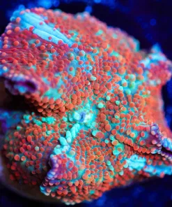 Wysiwyg Unique Mushroom Coral [F17]