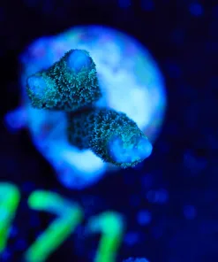 Wysiwyg Blue Digtata Frag [F171]
