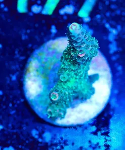 Wysiwyg Millepora Acroproa Frag [F172]