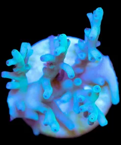 Wysiwyg Acropora Enchinata Frag [F172]
