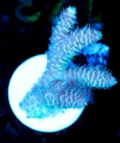 Wysiwyg Millepora Acroproa Frag [F173]
