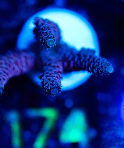 Wysiwyg Millepora Acroproa Frag [F174]