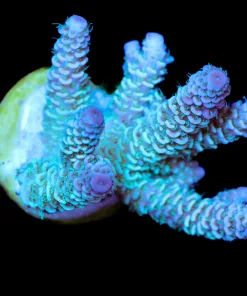 Wysiwyg Unique Acropora Millepora Frag [F174]